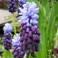 Szafirek szerokolistny latifolium