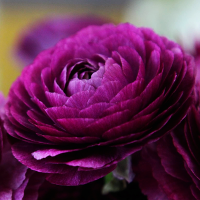 Jaskier Tomer Purple