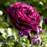 Jaskier Tomer Purple