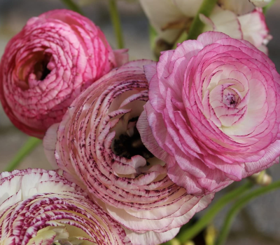Jaskier Picotee Rose 5szt