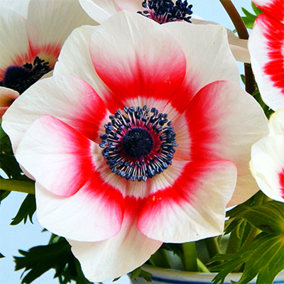 Zawilec De Caen Bicolor 10szt