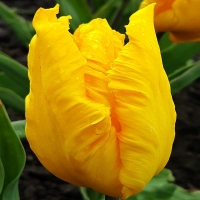 tulipan Texas Gold