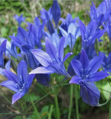 Brodiaea Laxa - Hiacynt Kalifornijski 10szt