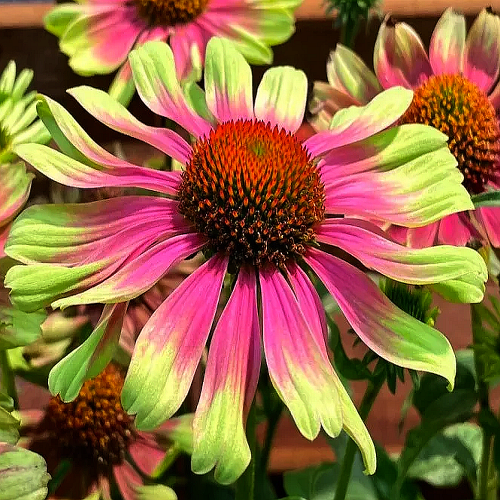 Jeżówka Vintage Lime.png