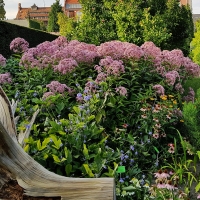 Sadziec Atropurpureum.jpg