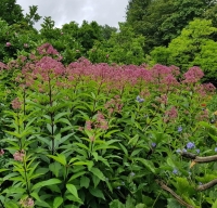 Sadziec Atropurpureum 2.jpg