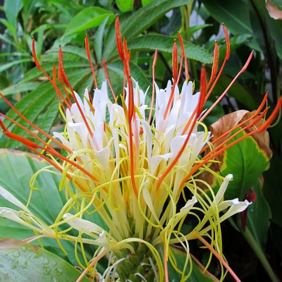 Wianecznik  Hedychium Elipticum 1szt