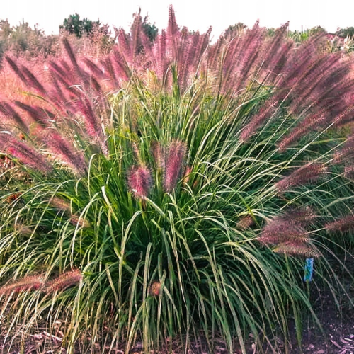 Pennisetum Red Head.png