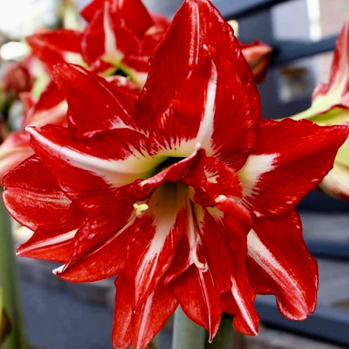 Hippeastrum Amarylis Pasadena