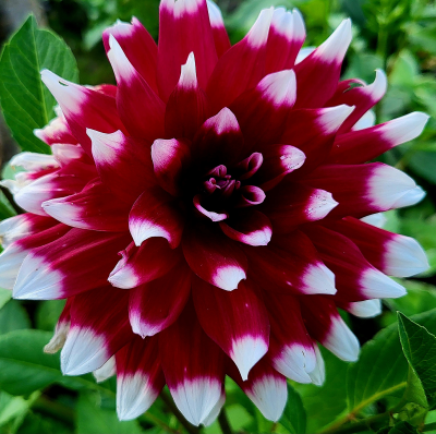 Dalia dekoracyjna Edinburgh 1szt