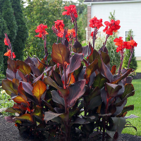 Canna Red Stripe