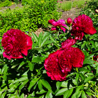 Piwonia Red Charm