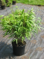 Bambus Fargesia Rufa