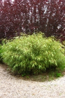 Bambus Fargesia Rufa