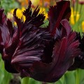 Tulipan Black Parrot