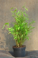 Fargesia nitida Great Wall.jpg