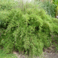 Fargresia nitida Gansu.png