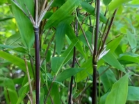 Fargesia nitida Gansu.webp
