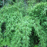 Bambus Fargresia Black Pearl.png