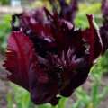 Tulipan Black Parrot