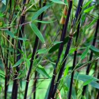 Bambus Fargresia Black Pearl.png