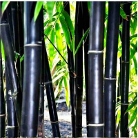 Bambus Fargresia Black Pearl.png