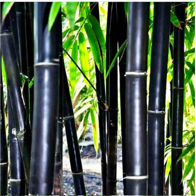 Bambus Fargesia Black Pearl 1szt