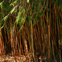 Bambus Fargesia nitida Jiuzhaigou.png