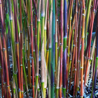 Bambus Fargesia nitida Jiuzhaigou.png