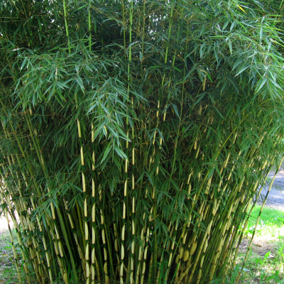 Bambus Fargesia robusta Formidable 1szt