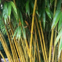 Bambus Fargesia robusta Wolong
