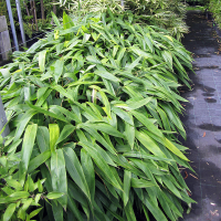 Indocalamus latifolius.png