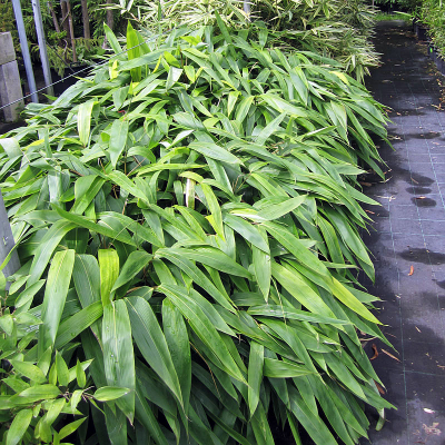 Bambus Indocalamus Latifolius 1szt