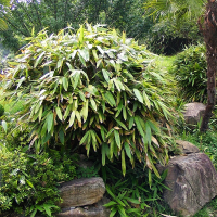 Indocalamus latifolius.png