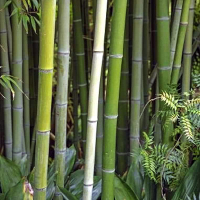 Bambus Phyllostachys Green Perfume.png