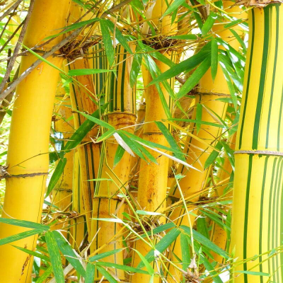 Bambus drzewiasty Phyllostachys aureosulcata f.aureocaulis 1szt