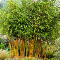 Phyllostachys Aureosulcata.png