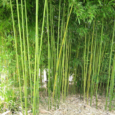Bambus drzewiasty Phyllostachys aureosulcata f.pekinensis 1szt