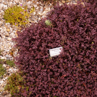 ACAENA inermis Purpurea2.png