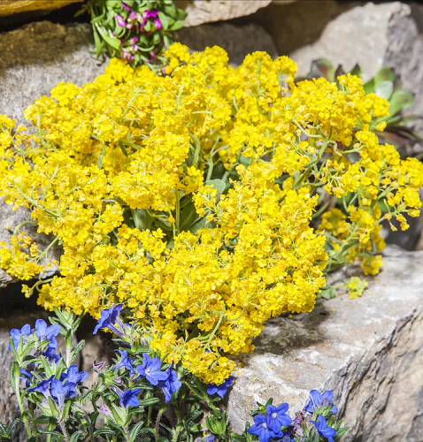 ALYSSUM AURINIA montanum Berggold.png