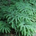 ADIANTUM  pedatum Imbricatum 2.png