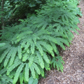 ADIANTUM  pedatum Imbricatum 3.png