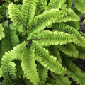 ADIANTUM  pedatum Imbricatum 4.png