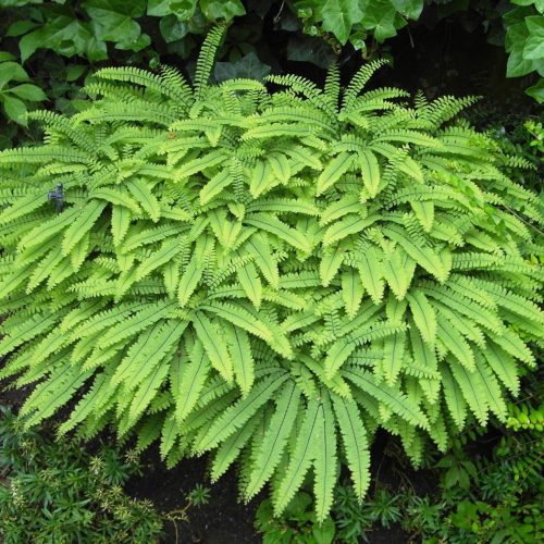 ADIANTUM  pedatum Imbricatum 5.png