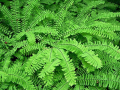 ADIANTUM  pedatum Imbricatum.png