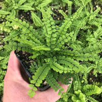 ASPLENIUM trichomanes.png