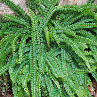 ASPLENIUM trichomanes.png