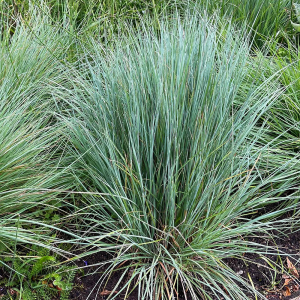 Palczatka miotlasta Prairie Blues 1szt