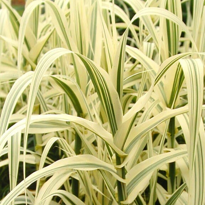 Lasecznica 1szt
