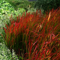 Imperata cylindryczna red baron.png